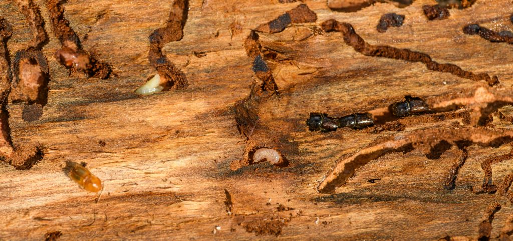 pexels-photo-18021337-18021337 Detailed macro shot of beetles and larvae on wood, showcasing nature's complexity.
